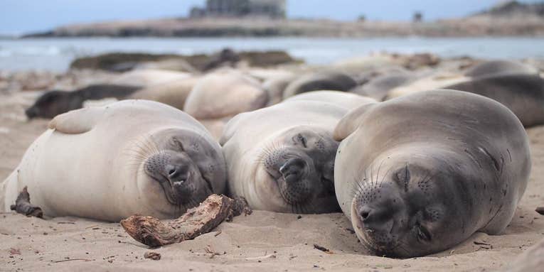 Seals snooze during 20-minute ‘sleeping dives’ to avoid predators