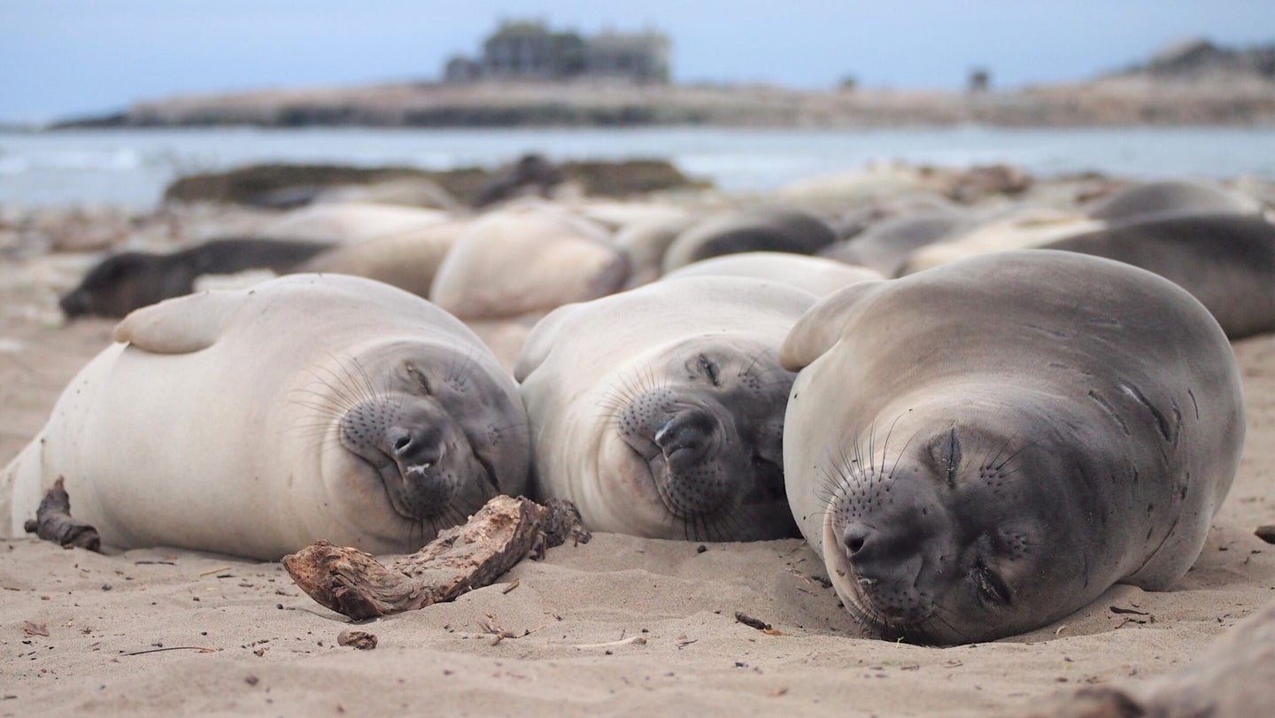 Sleeping elephant seals on a California beach