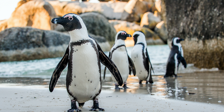 How African penguins continue to survive changes in climate