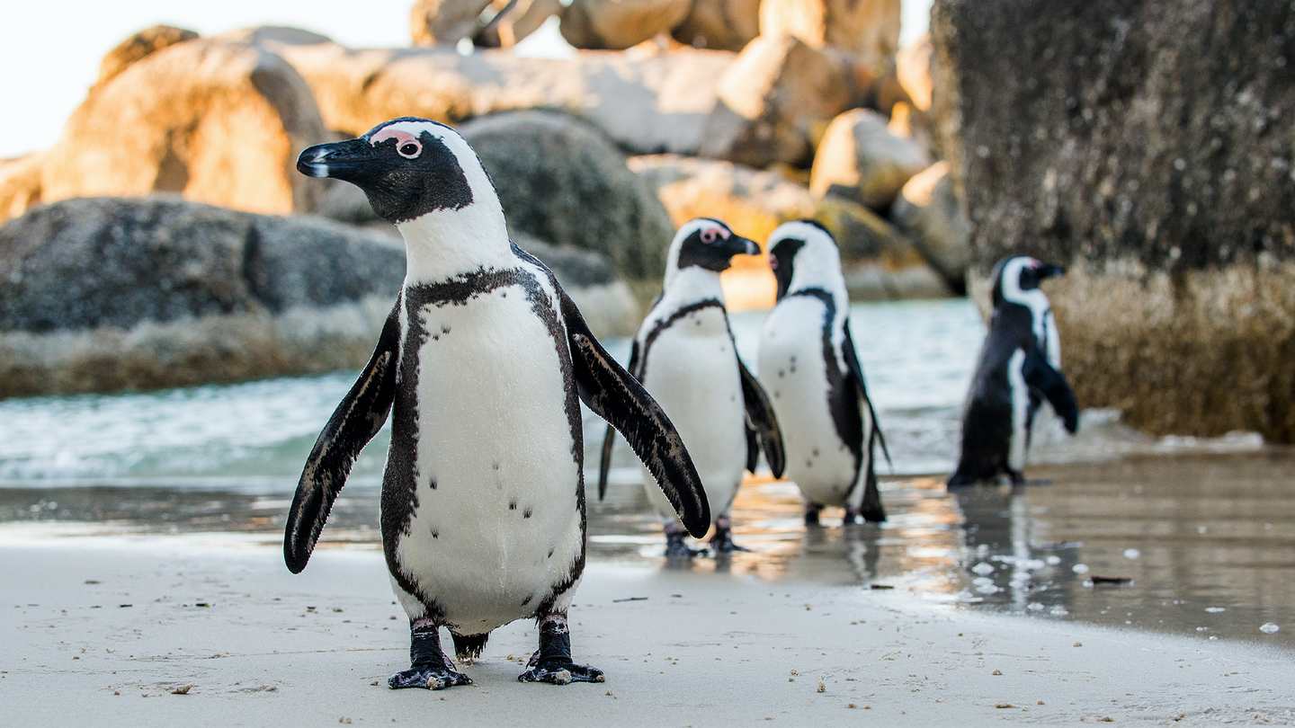 African penguins standing on a sandy beach.