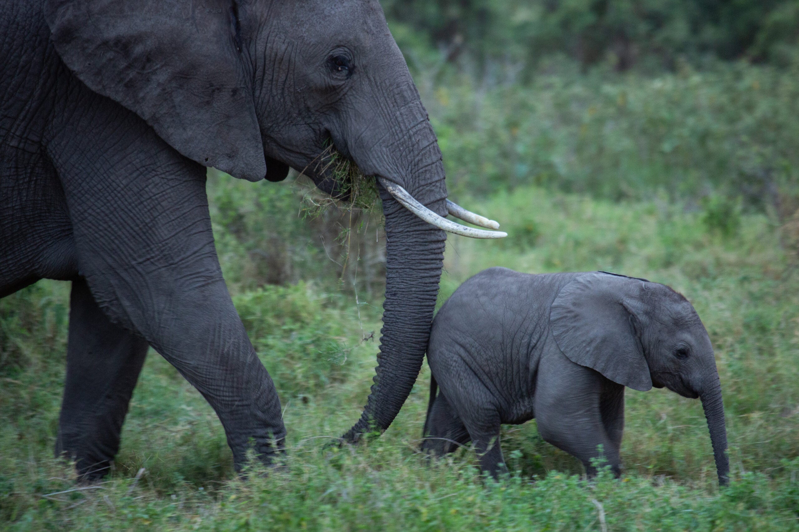 An African elephant with a calf in the savannah