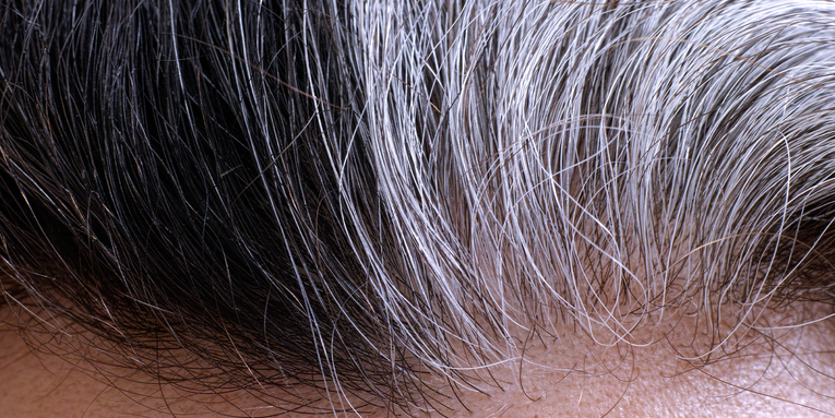What’s at the root of gray hairs?