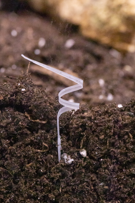 A new robotic seed can wriggle into soil to harvest climate data