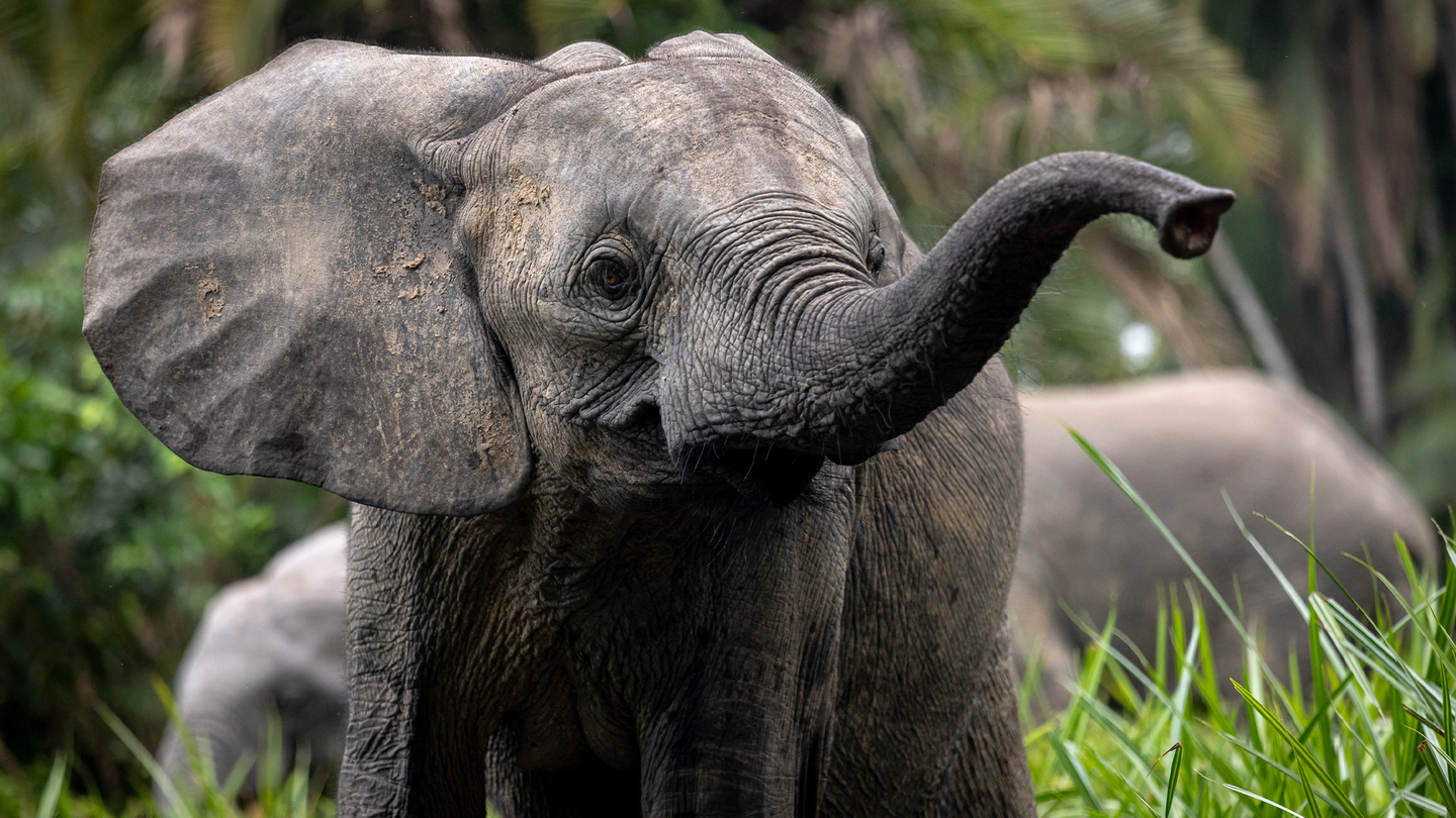 A forest elephant with a raised trunk surrounded by greenery. Forest elephants are much smaller in size compared to savanna elephants, and their ears are an oval shape.