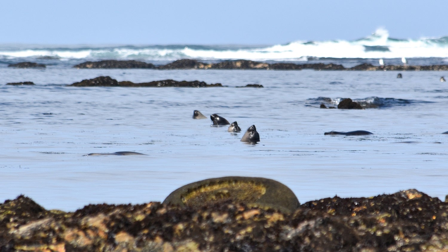 Elephant seals sleeping in the ocean shallows