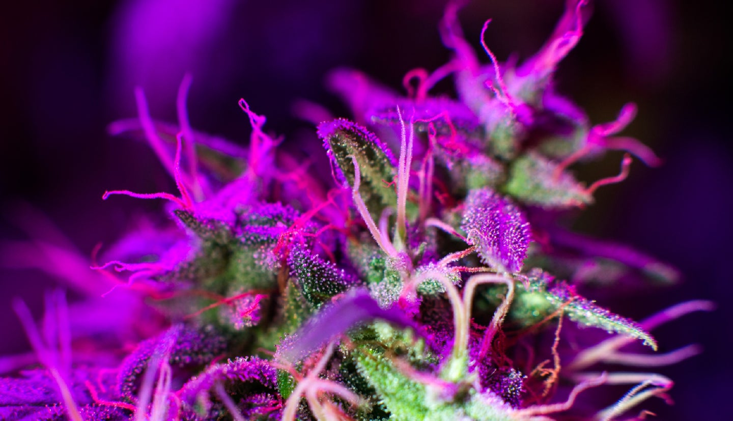 Cannabis plant under purple weed grow light