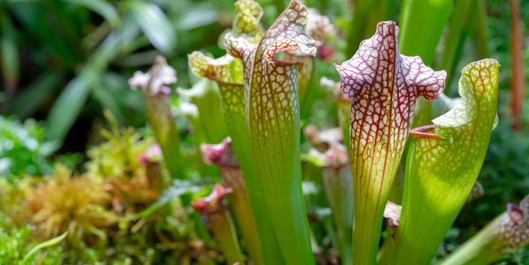 Carnivorous pitcher plants may use tempting aromas to lure prey to their death