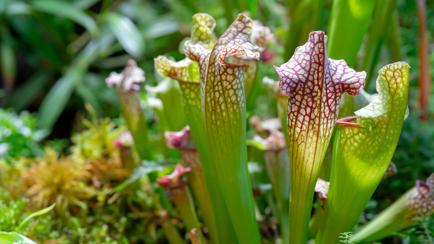 A carnivorous Sarracenia plant growing in the wild.