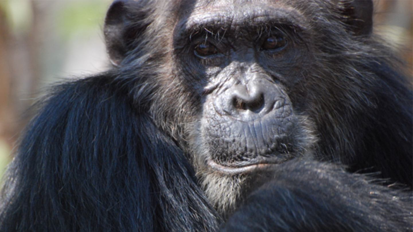 A male chimpanzee named Frodo frowns.