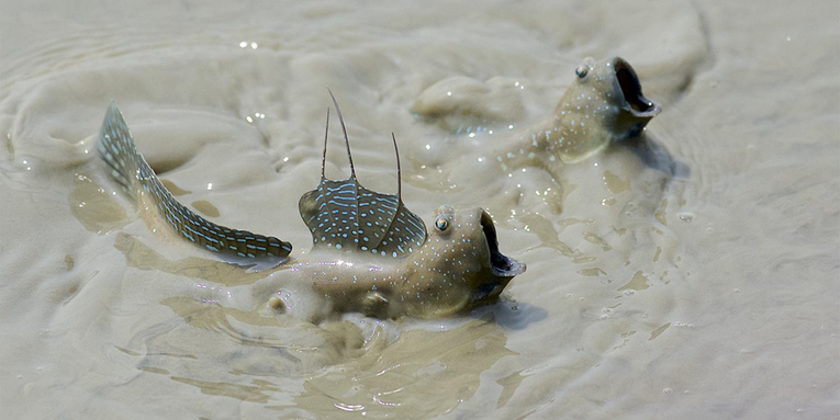 Mudskippers blink—and that’s a huge evolutionary clue