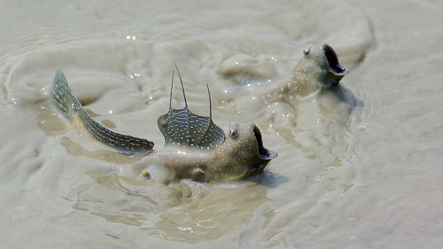 Two mudskippers fighting in the mud, with eyes and pectoral fins exposed.