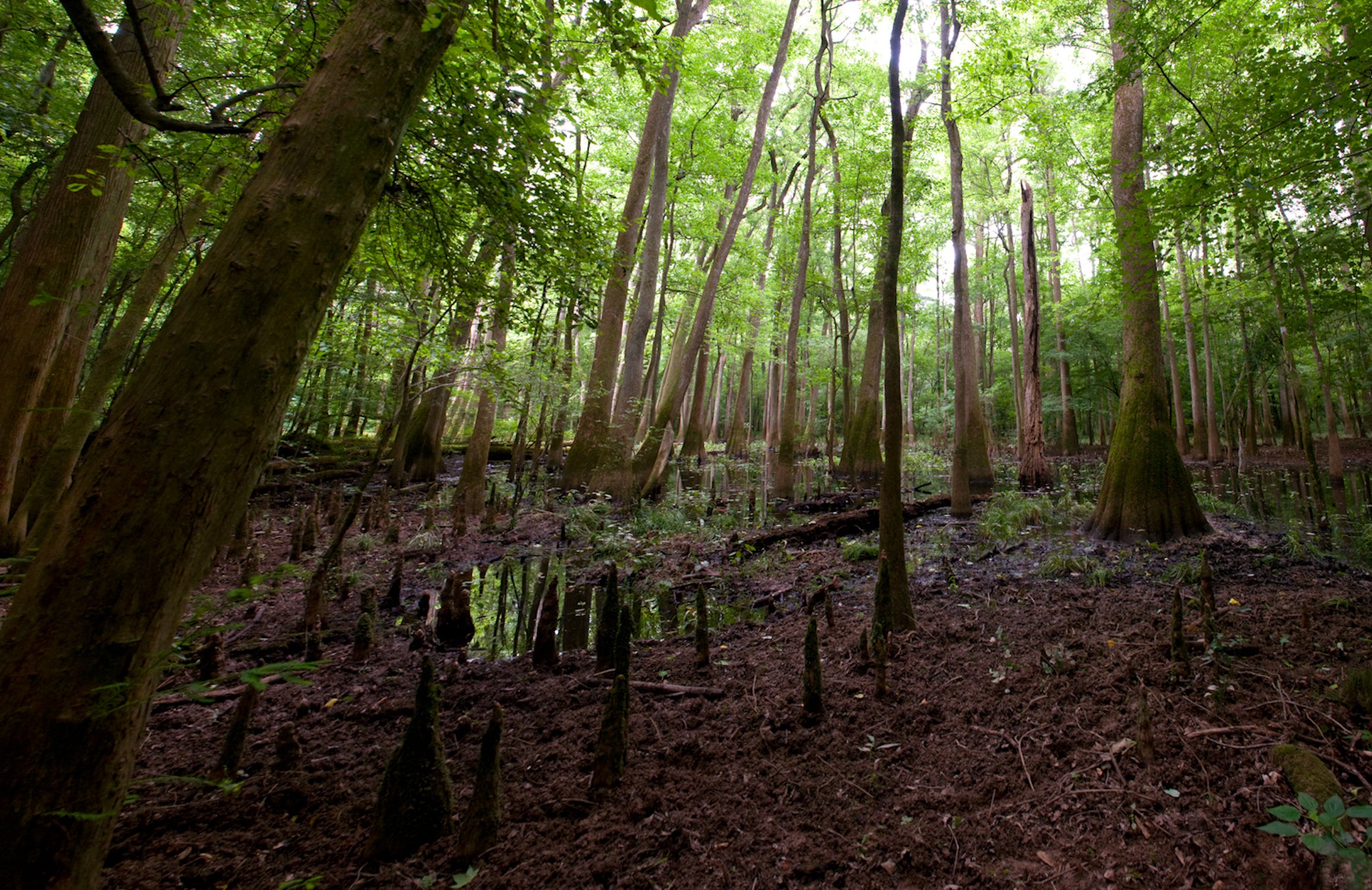 Congaree National Park in South Carolina protects an ancient forest.