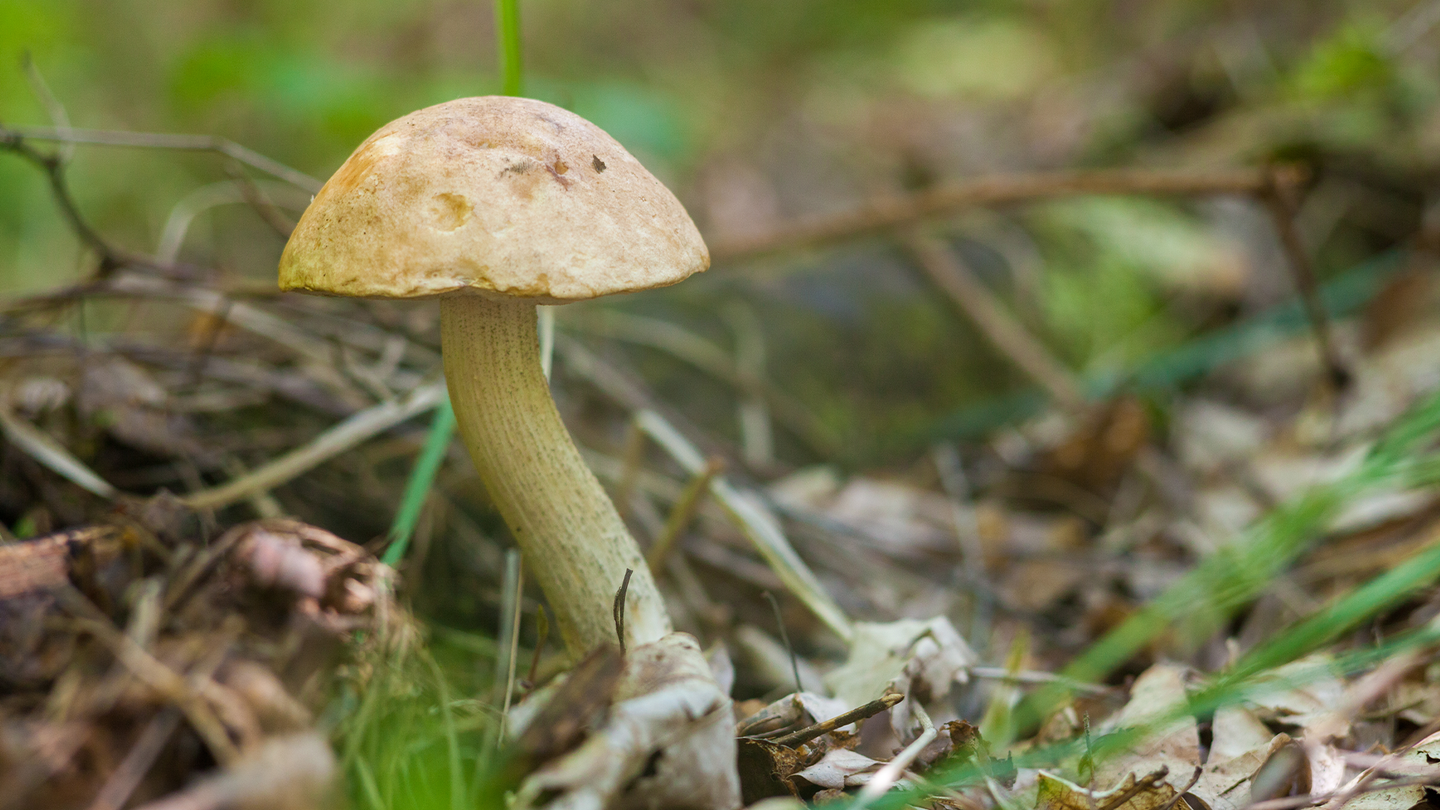 A mushroom called coprophilous grows in woods.