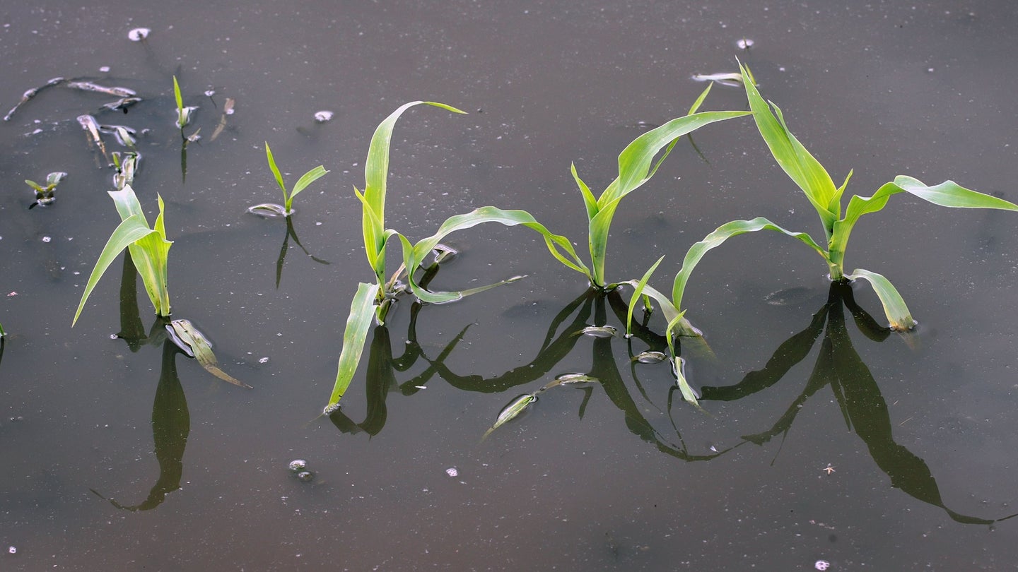 Three small cornstalks grows in a saturated farm field on May 29, 2019 near Emden, Illinois. Near-record rainfall in parts of Illinois caused farmers to delay their spring corn planting that year.