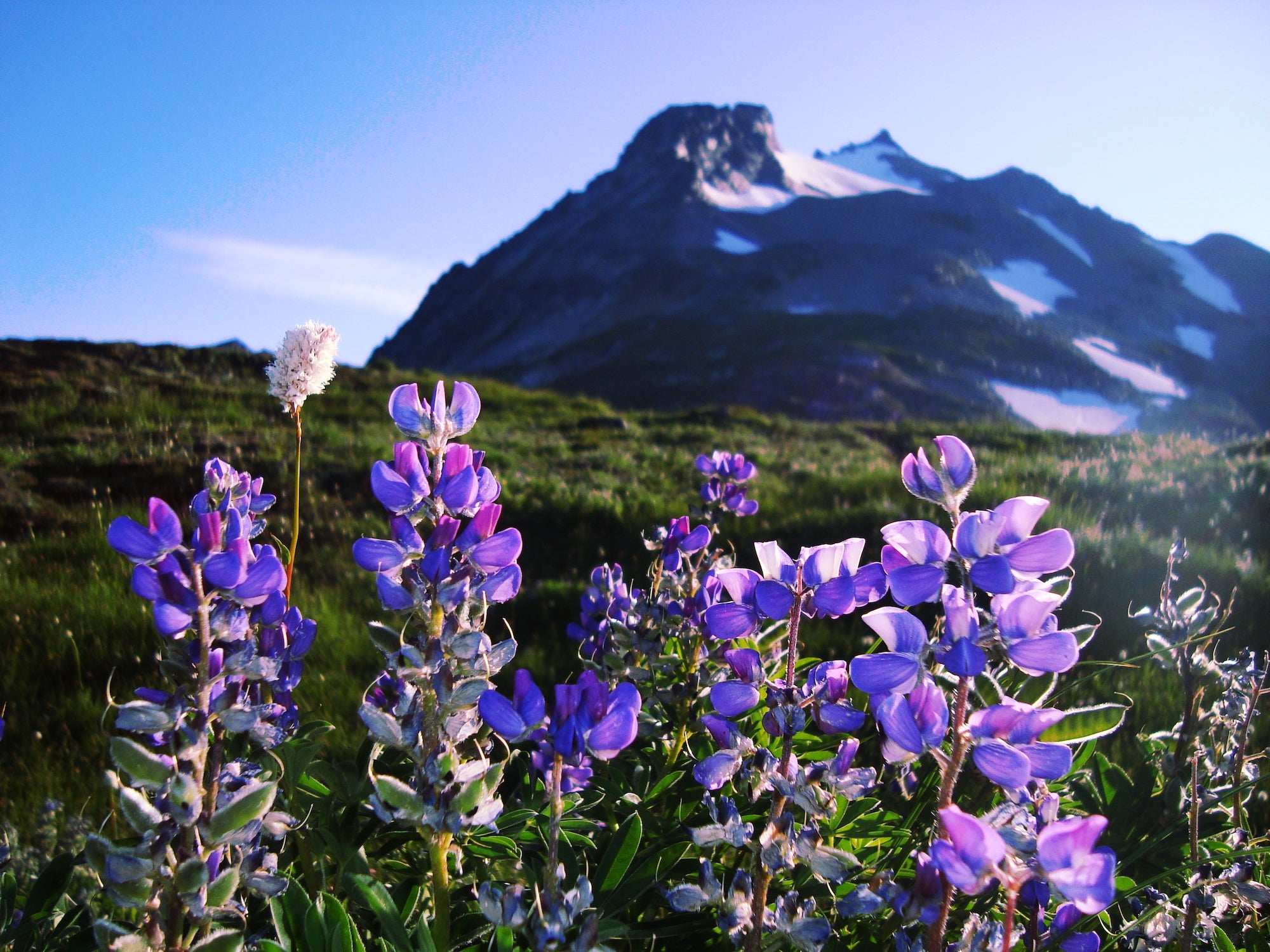North Cascades National Park in Washington is known as the American Alps with purple wildflowers