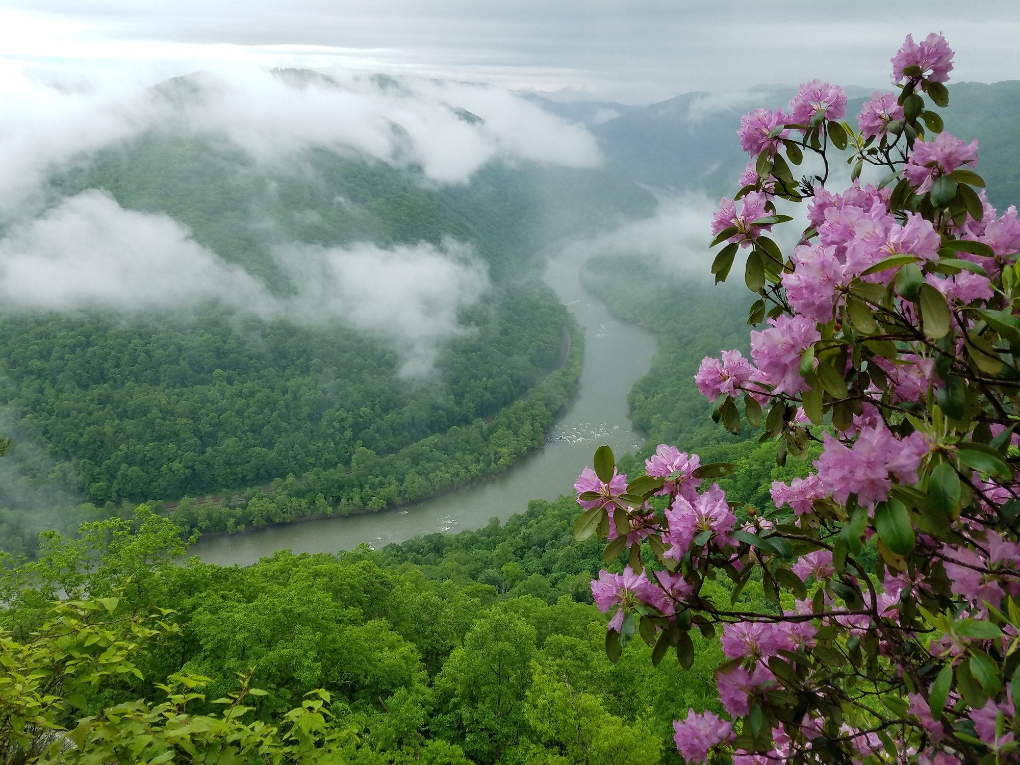 A purple Catawba rhododendron blooming in New River Gorge National Park in West Virginia.