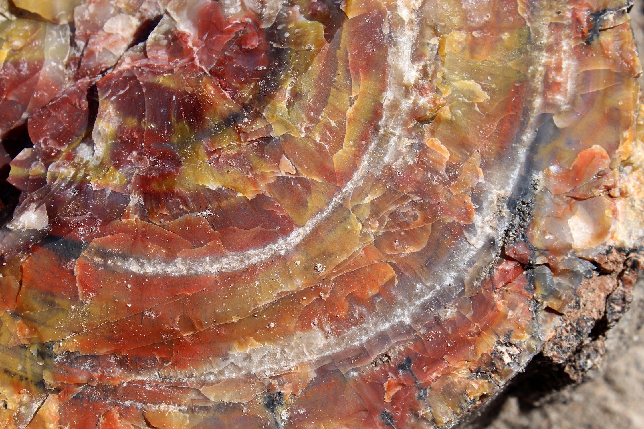Closeup of petrified wood in the Crystal Forest in Petrified Forest National Park in Arizona.