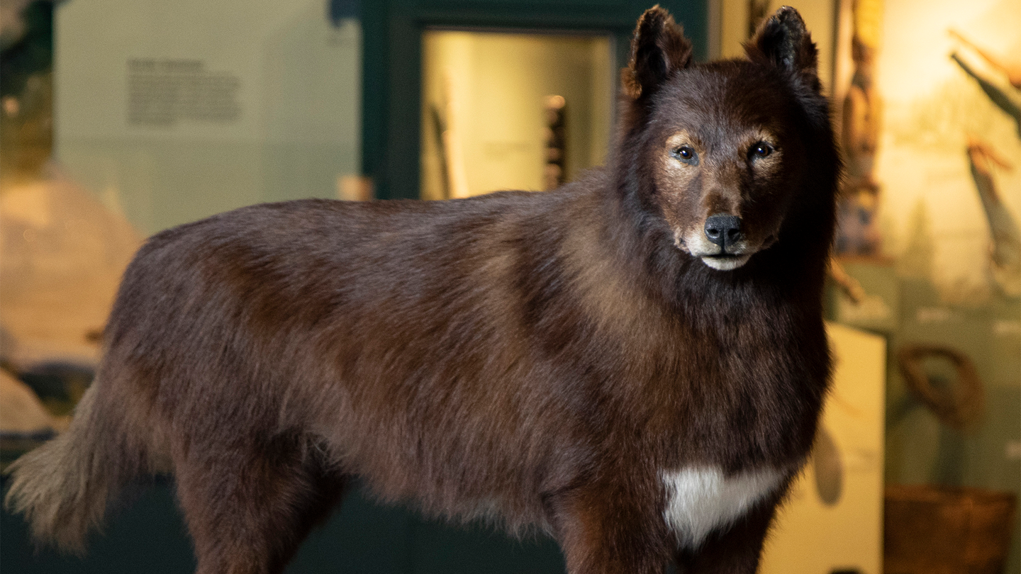 Balto's taxidermy on display at the Cleveland Museum of Natural History.