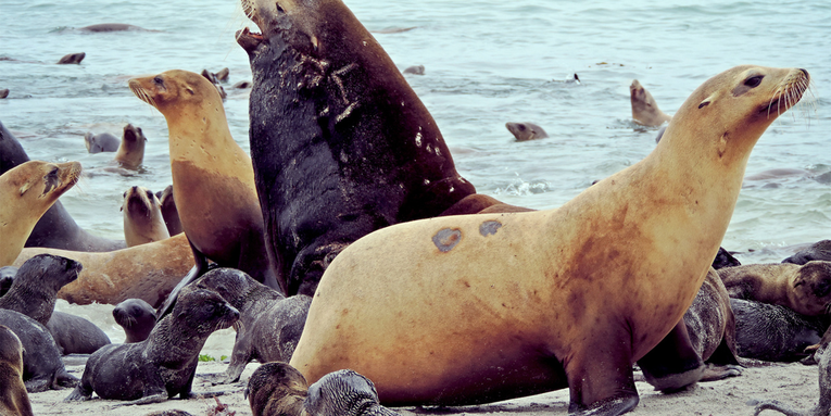 Male California sea lions have gotten bigger and better at fighting