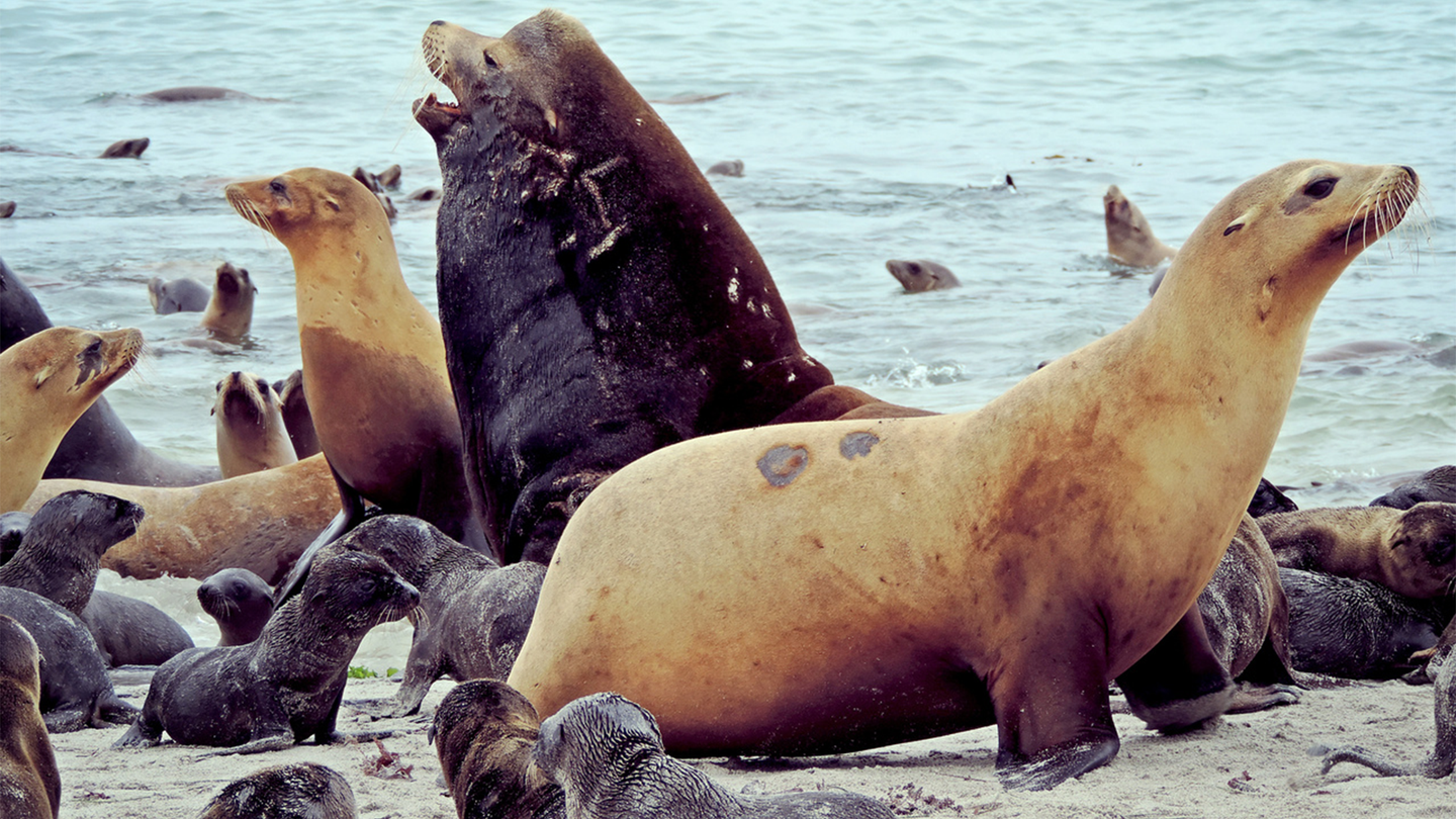 An adult male and adult female California sea lion sit on a beach surrounded by pups.