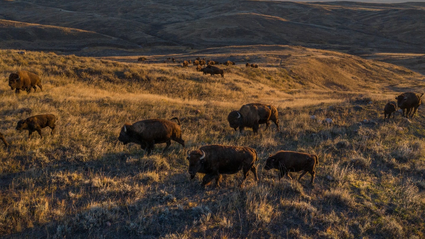 A bison herd on the America Prairie reserve in Montana.