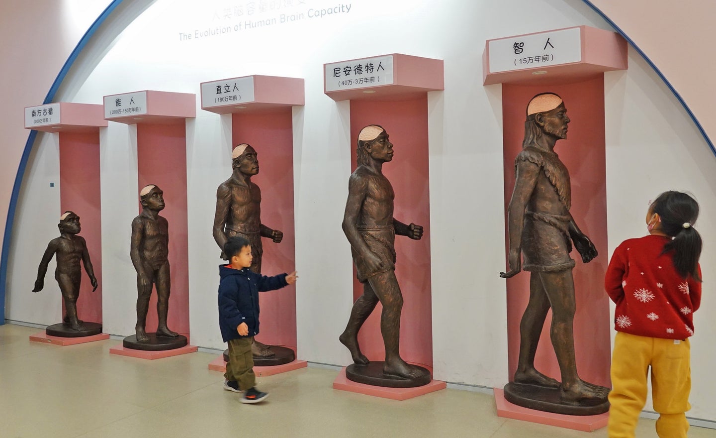 Evolution of human brain size shown with brass sculptures at a kids science museum in China