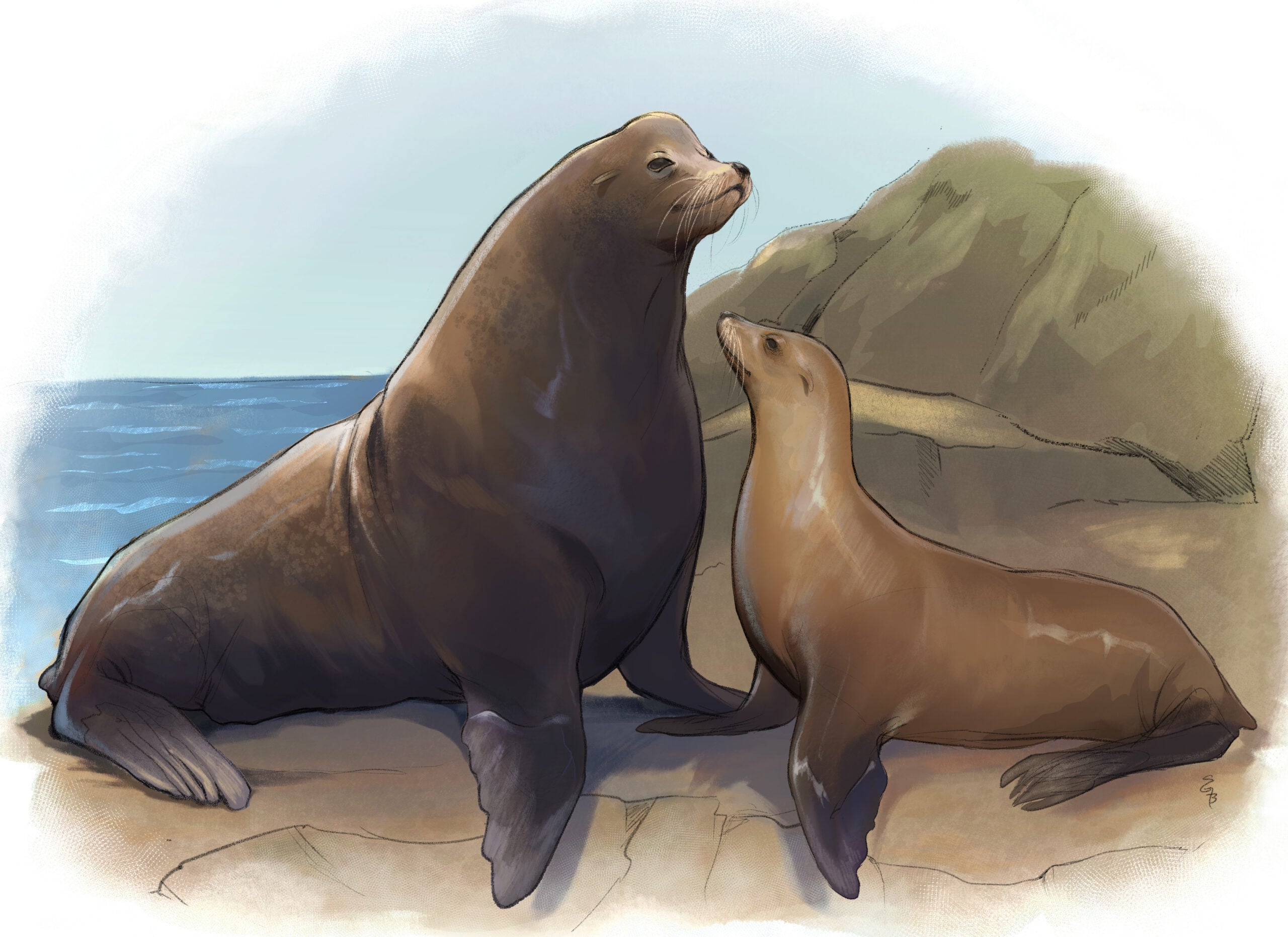 A larger male California sea lion next to a smaller female.