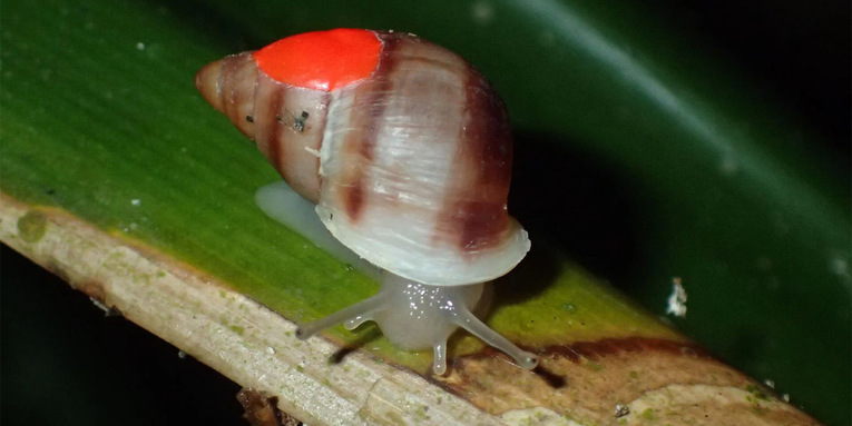 Researchers release more than 5,000 snails in the Pacific
