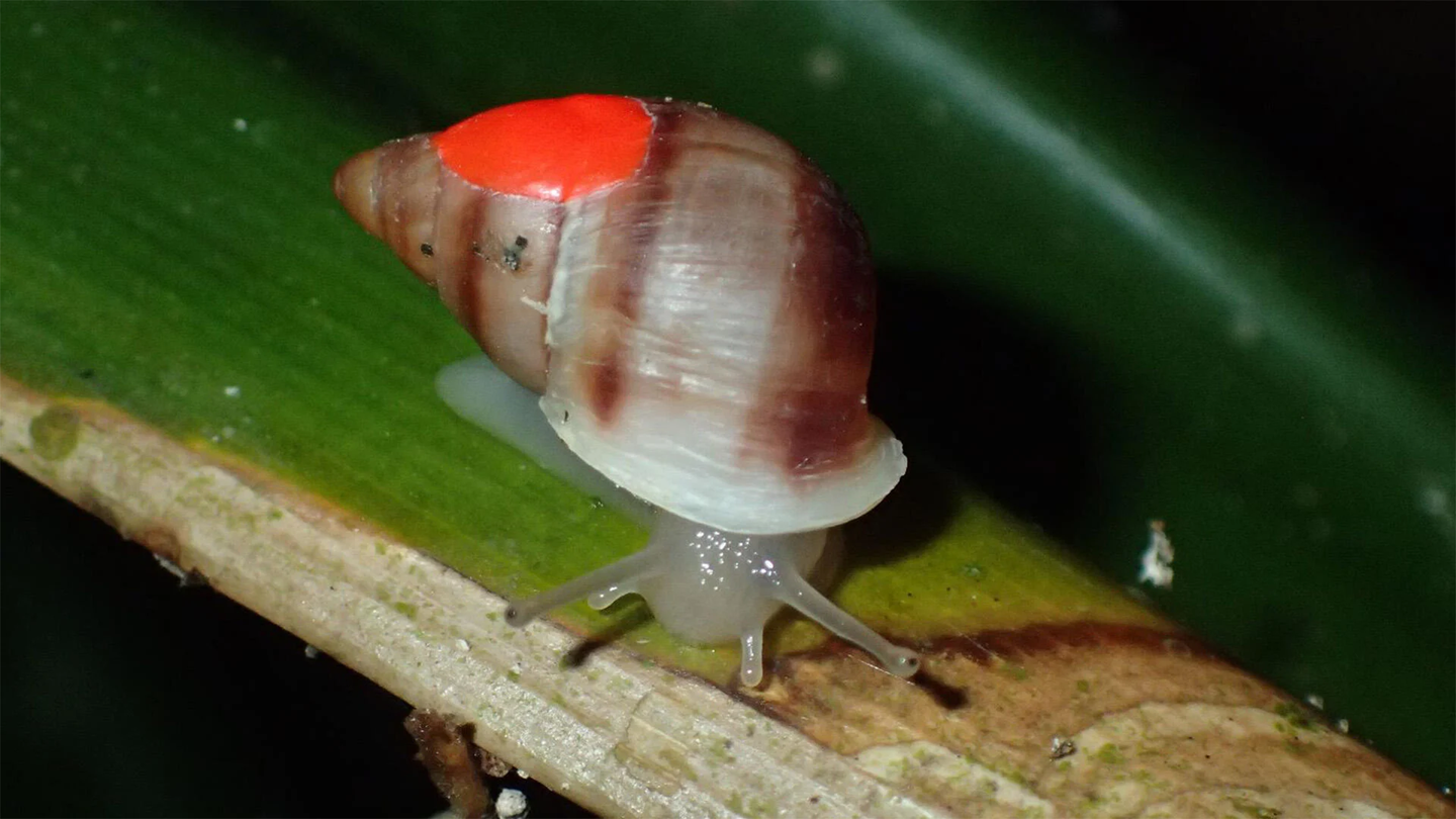 A small partula snail crawls on a leaf.