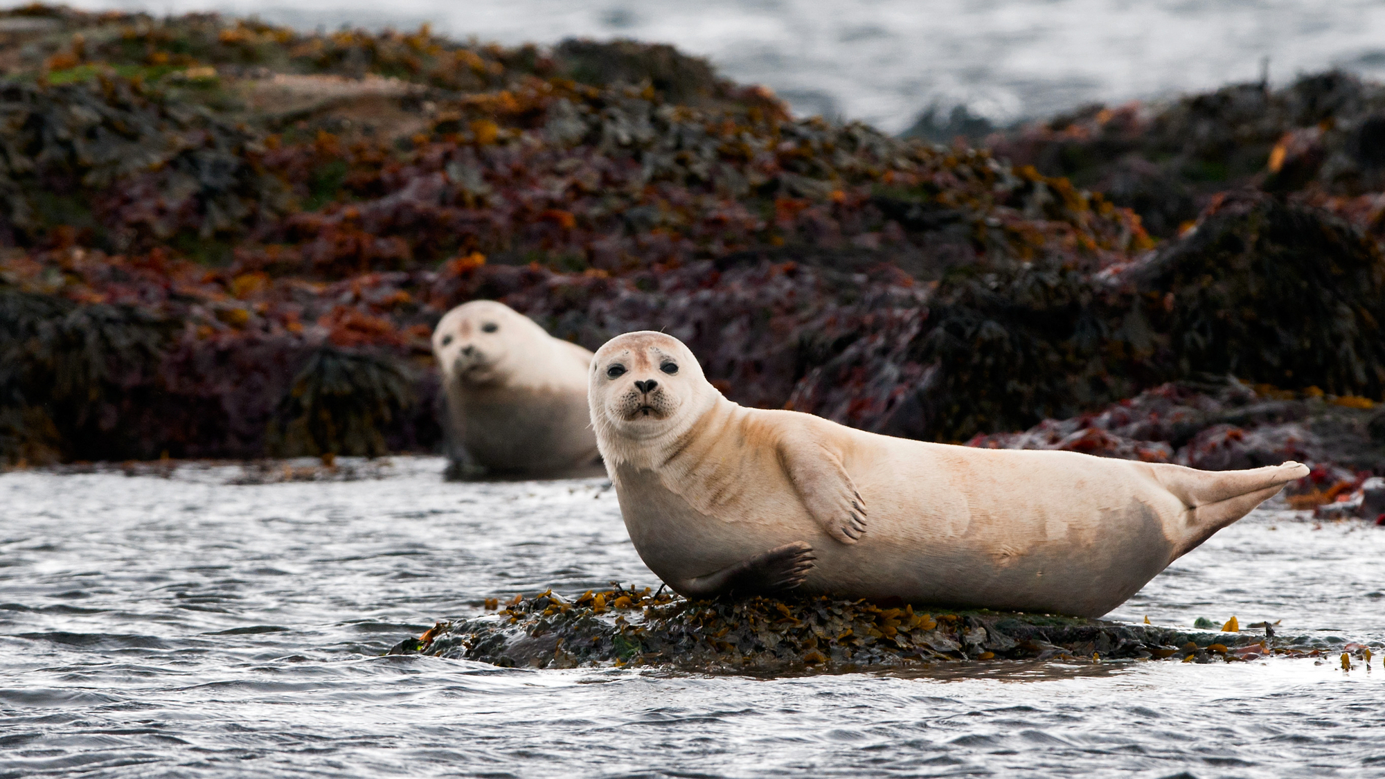 Seals provided inspiration for a new waddling robot