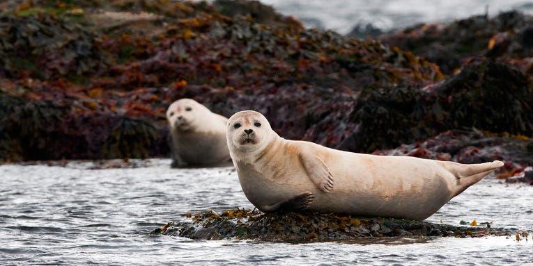 Seals provided inspiration for a new waddling robot