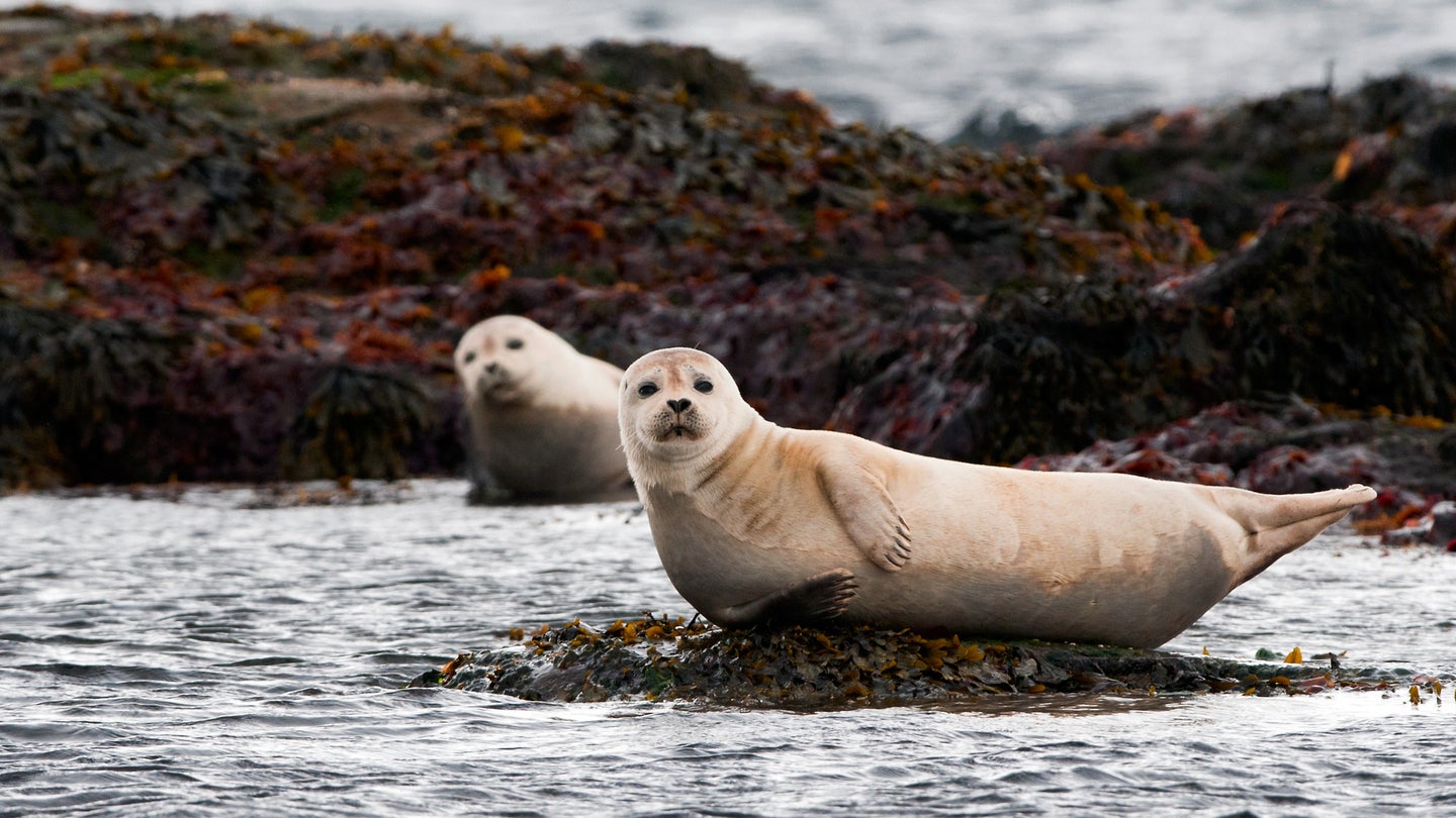 Two seals laying on shore near water.