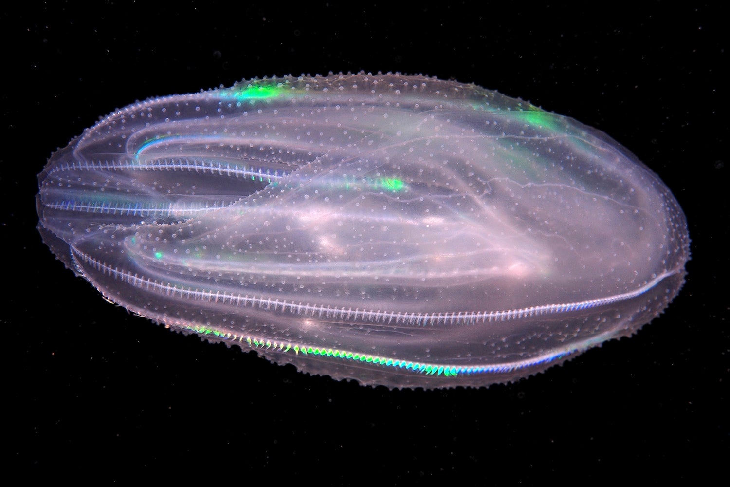 Warty comb jelly's translucent body in the ocean