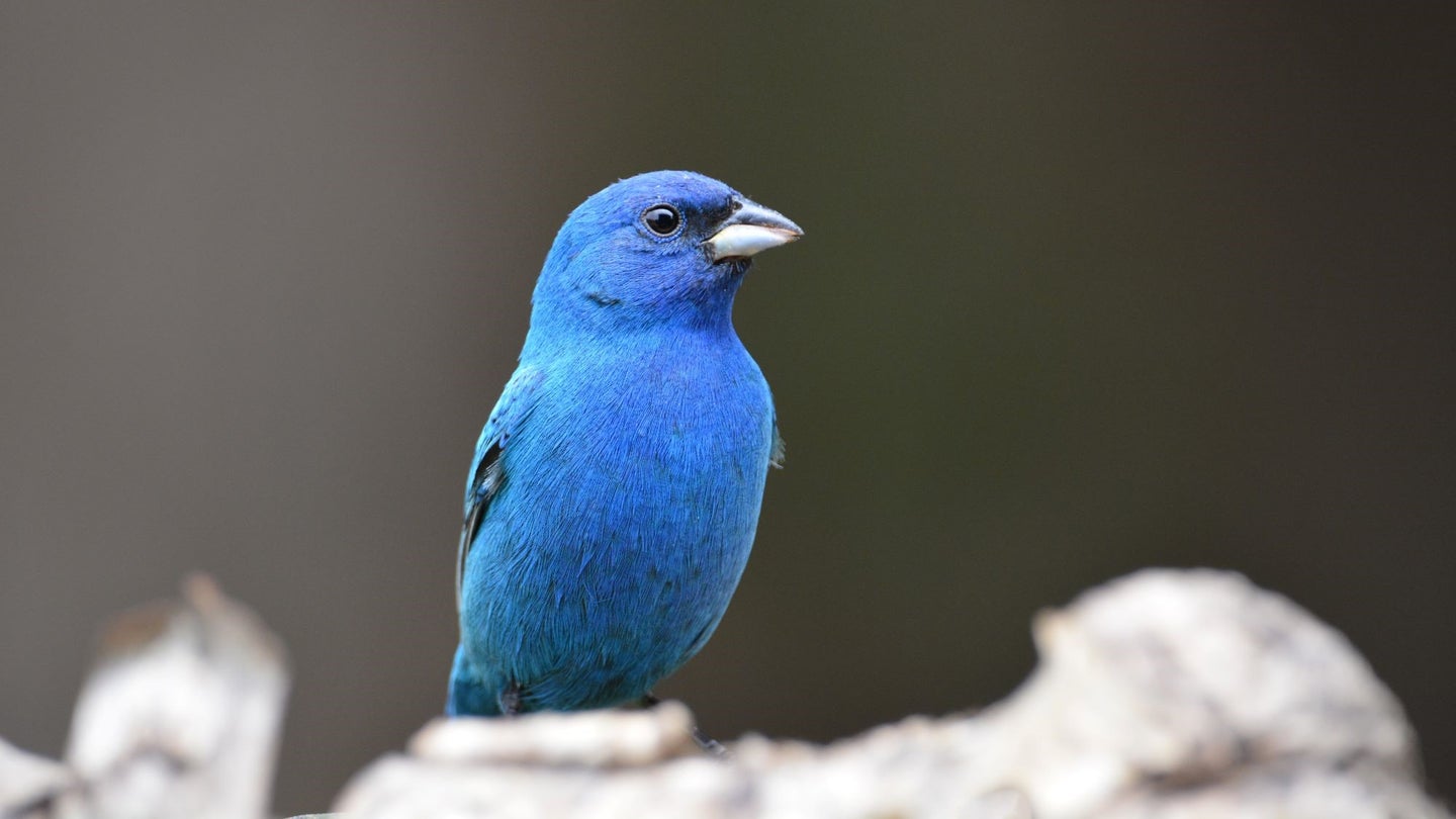 Male indigo bunting, which could be a better Illinois state bird, sits on a branch