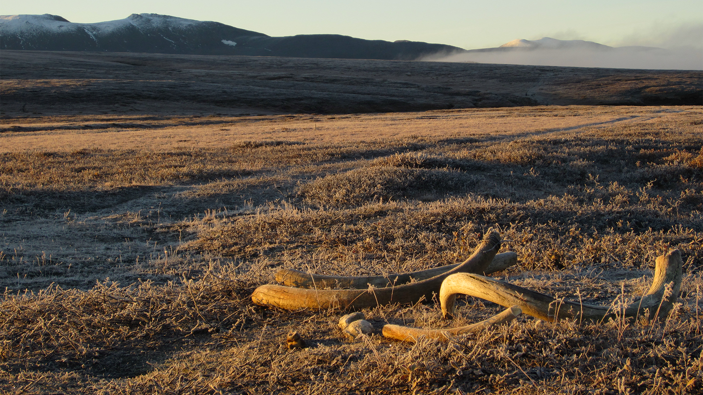 Woolly mammoth tusks in dawn light on Wrangel Island, northeast Siberia, where the female mammoth tusk used in the testosterone study had been found several years earlier.