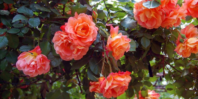 Chemists finally unlock the secret to a rose’s iconic aroma