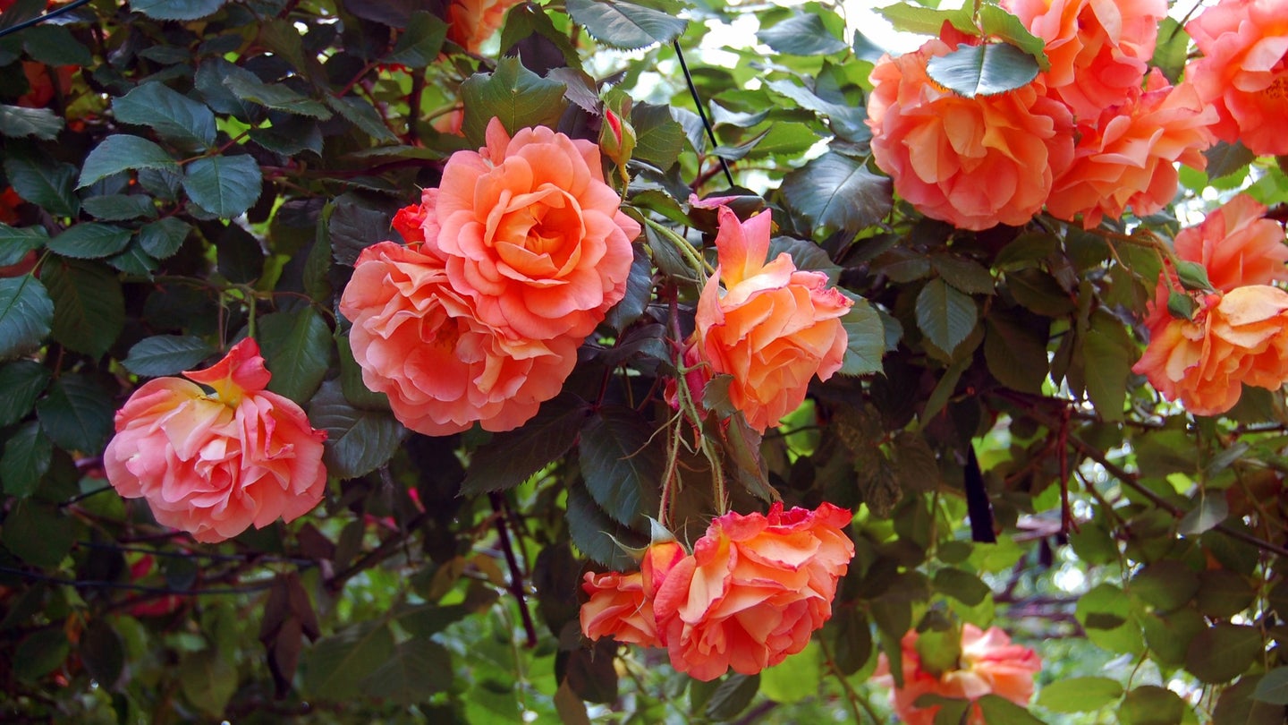 Roses blooming in a garden.