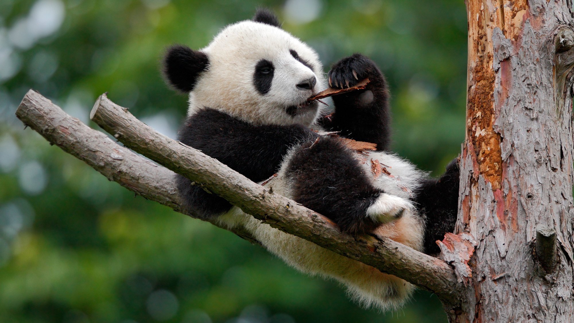 Young panda eating branch while sitting in tree.