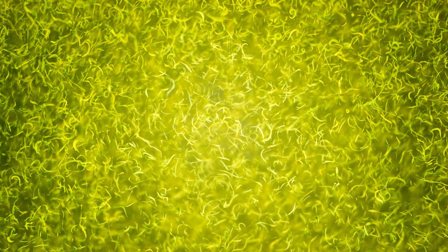 Yellow-green cyanobacteria bloom in Upper Klamath Lake, Oregon. Events like these can cause mass fish dieoffs.