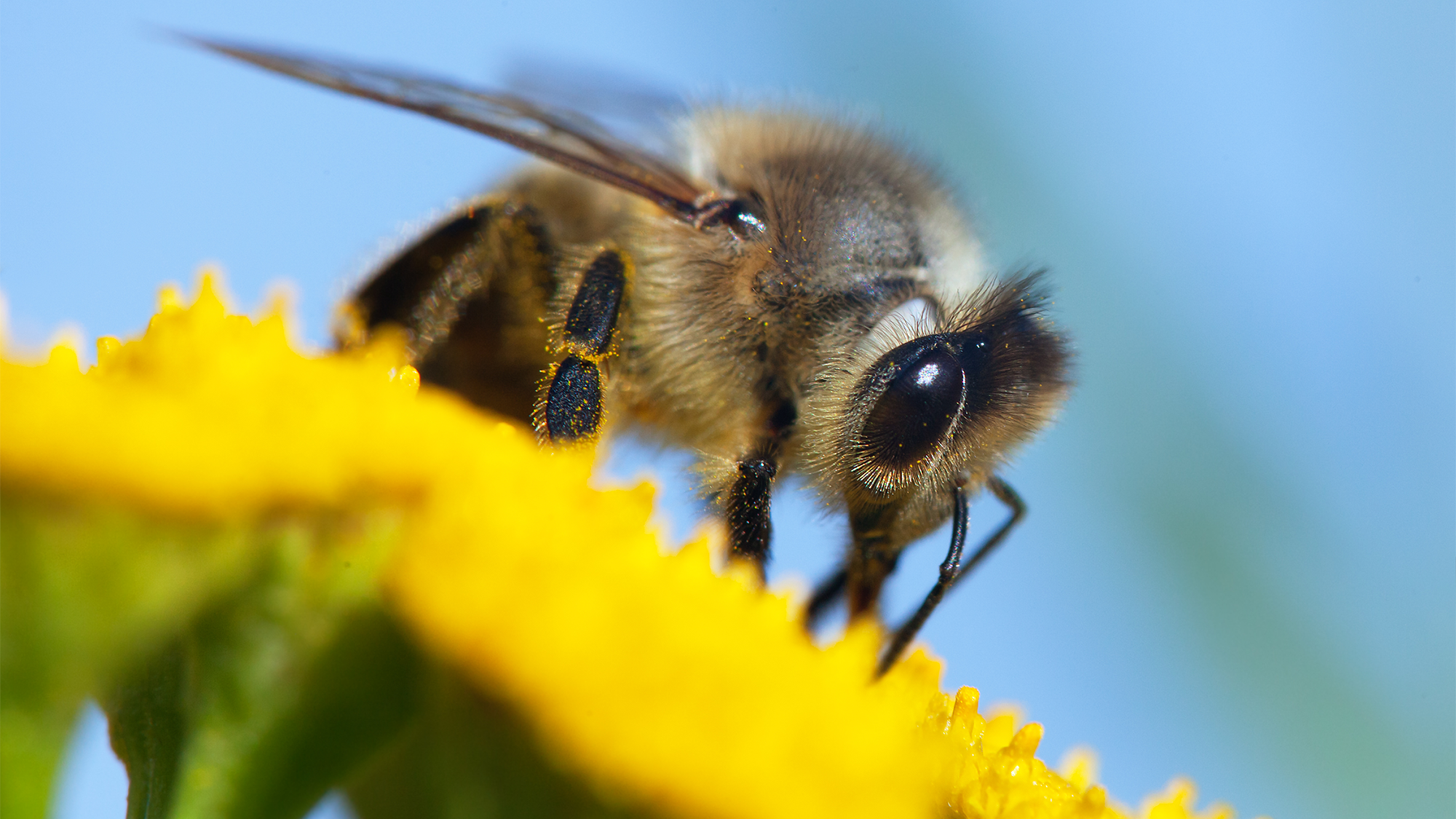 A honeybee pollenating a yellow flower.