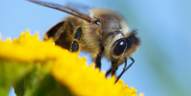 What busy bees’ brains can teach us about human evolution