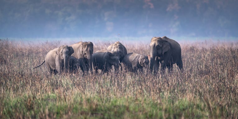 Elephants have complex communities and distinct traditions