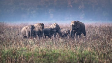Elephants have complex communities and distinct traditions