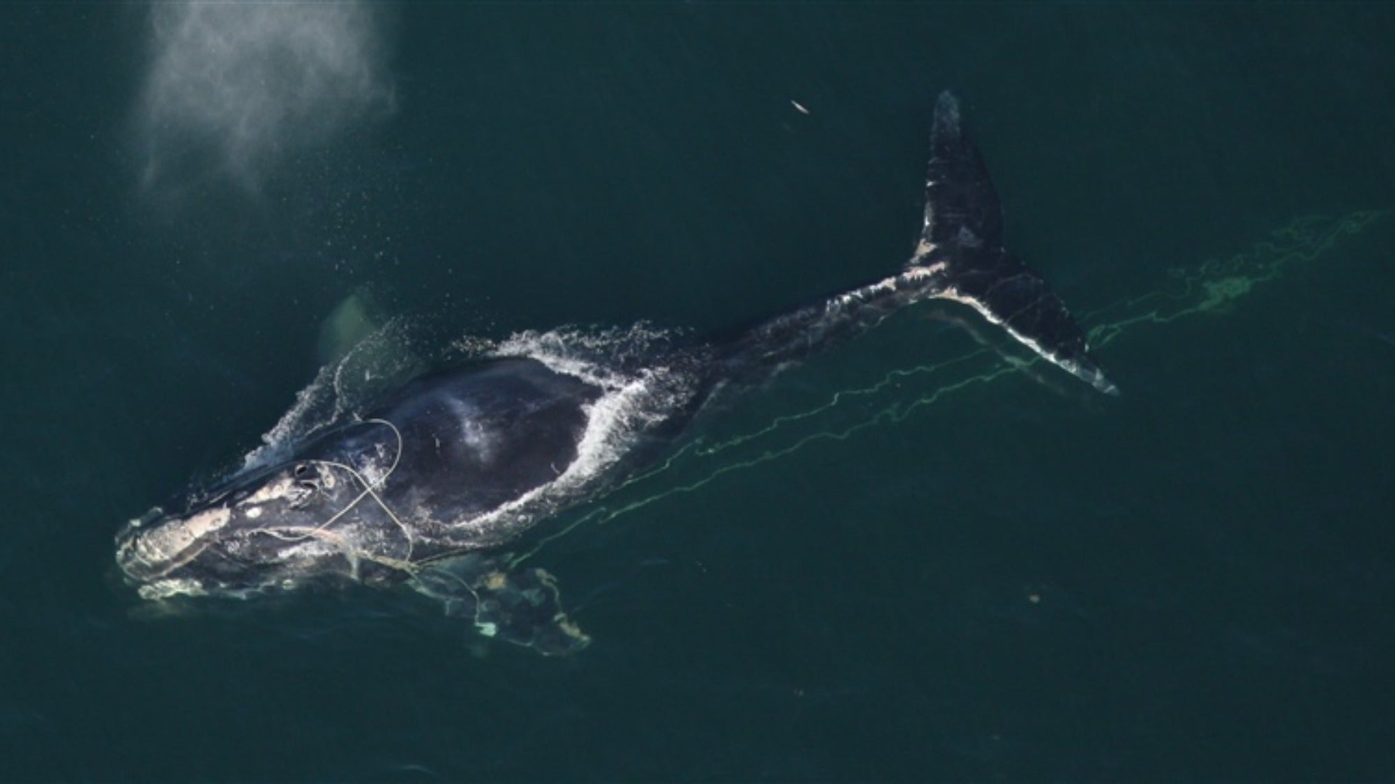 ¿Las ballenas francas del Atlántico norte olfatean las algas?