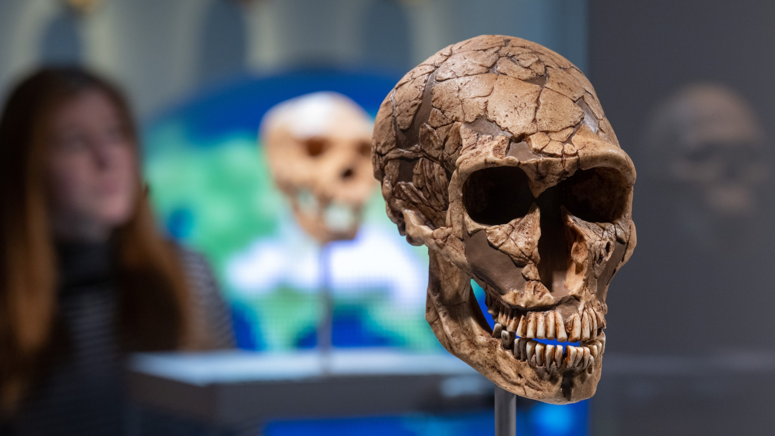 The cast of a Neanderthal skull on display at the Chemnitz State Museum of Archaeology in Germany on January 24, 2023.