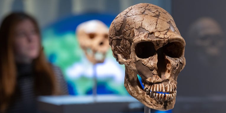 How Neanderthal genetic material could influence nose shapes to this day