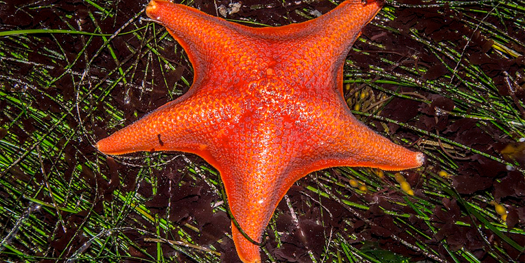 The blueprints for early organs may be hiding in sea stars