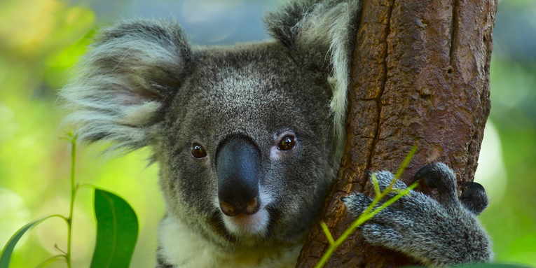 Wild koalas are getting vaccinated against chlamydia