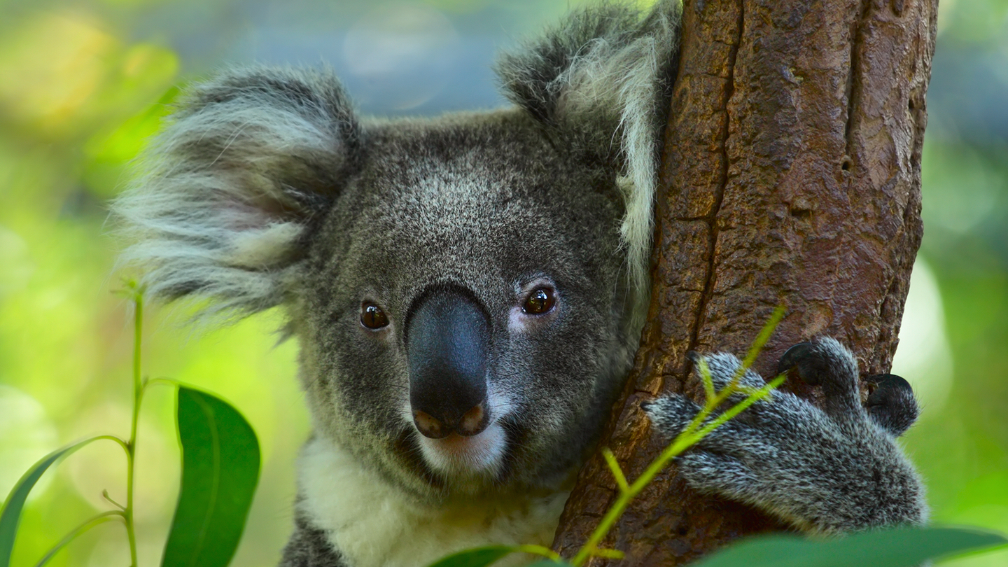 A koala in a leafy tree.