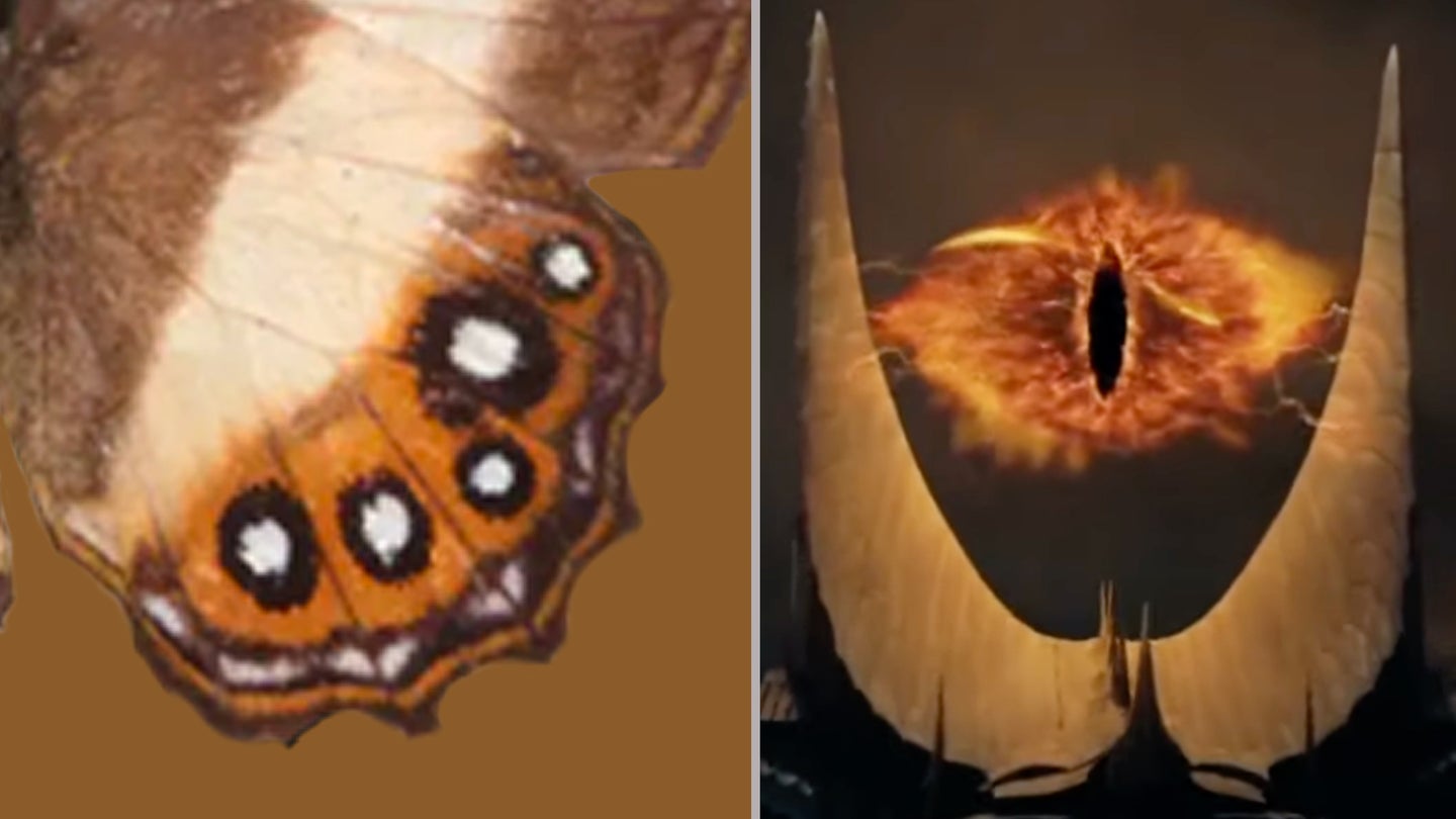 A new butterfly species with orange wings and black spots next to the eye of Sauron from the Lord of the Rings films.